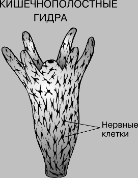 Что с кракеном сайт